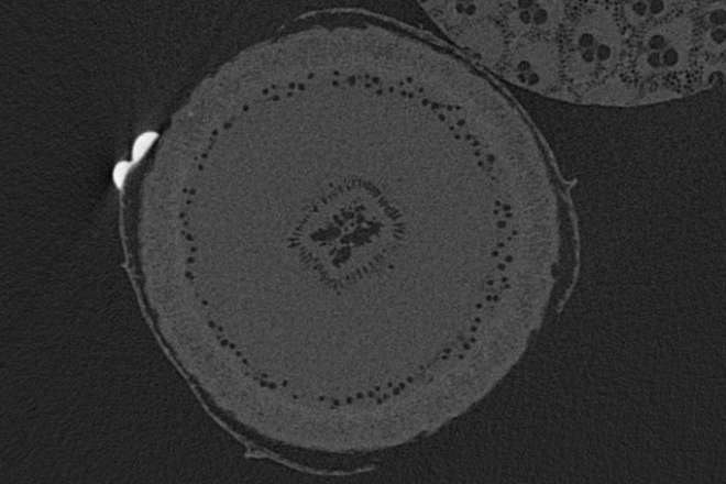 MicroCT cross section of a Eucalyptus stem in which air-filled areas appear darker than water-saturated tissues. From the centre outwards, you can see the central pith and primary xylem, followed by a ring of embolised vessels in the outer xylem area.